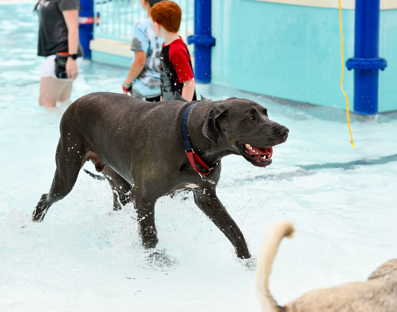 081919-mda-nws-furfriends-034a.JPG